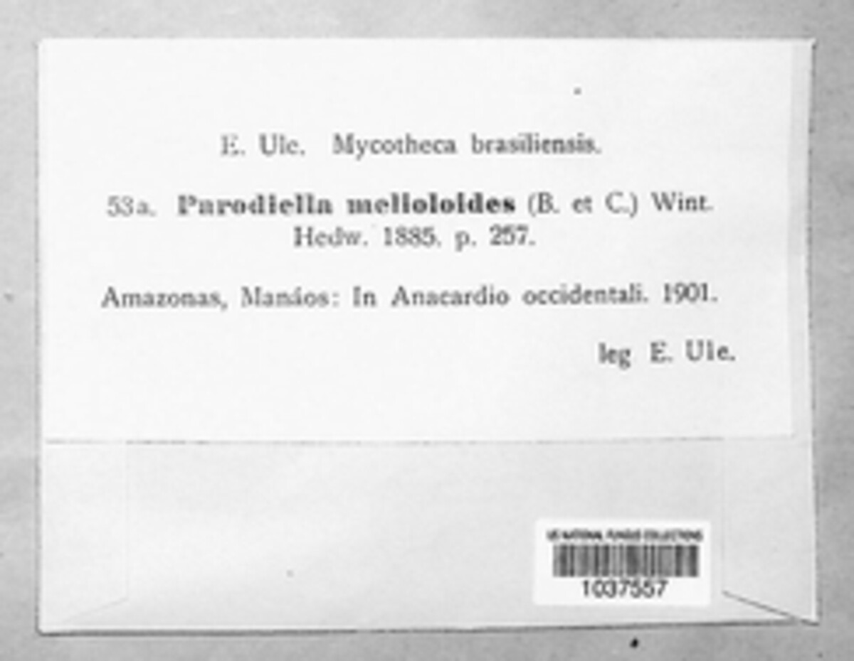 Perisporiopsis melioloides image